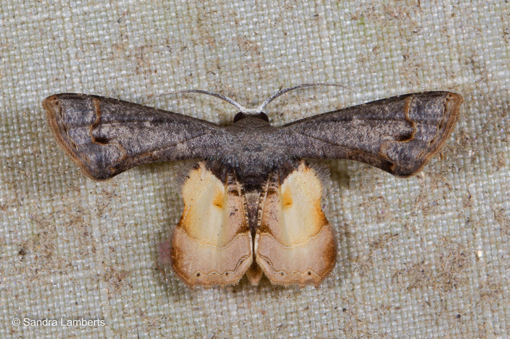 Phazaca erosioides