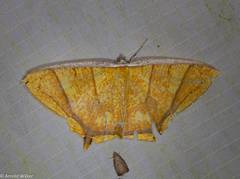 Thinopteryx crocoptera