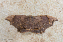 Dysaethria fulvihamata