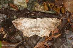 Dysaethria nigrifrons