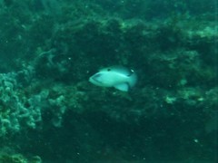 Pseudanthias hypselosoma