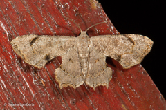 Dysaethria quadricaudata