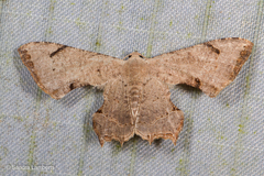 Dysaethria quadricaudata