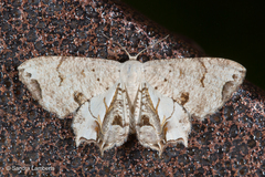 Dysaethria plicata