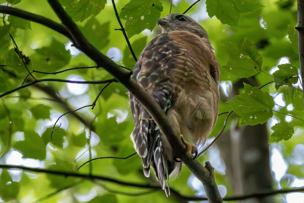 Red-shouldered Hawk from 2580 Pine Bluff Dr, Decatur, GA 30033 on ...
