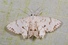 Dysaethria plicata