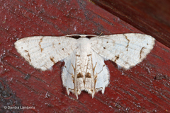 Dysaethria plicata