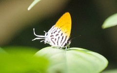 Drupadia ravindra moorei