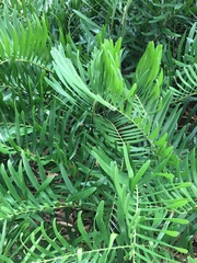 Zamia