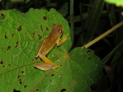 Dendropsophus minutus