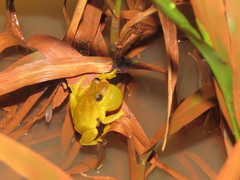 Dendropsophus minutus