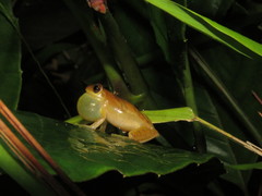 Dendropsophus minutus
