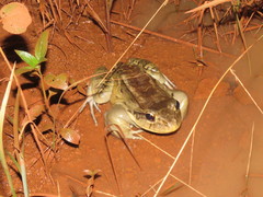 Leptodactylus knudseni