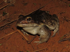 Leptodactylus vastus