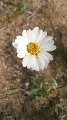 Layia glandulosa