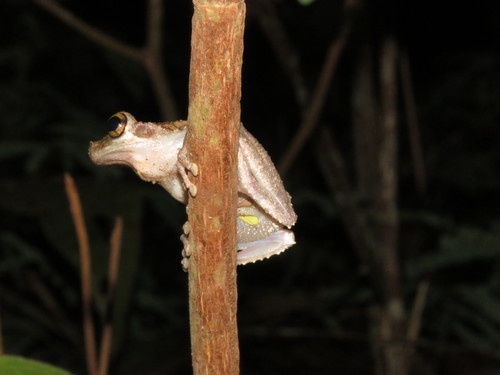 Helena's Slender-legged Treefrog, Osteocephalus helenae
