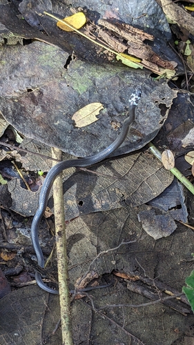 Diehl's Little Groundsnake