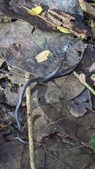 Diehl's Little Ground Snake photo 3