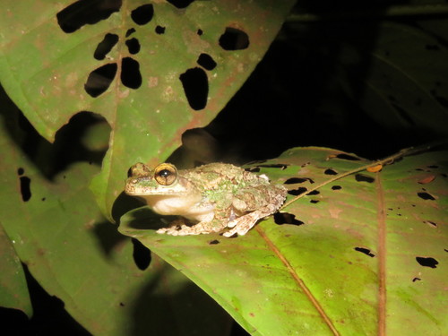 Dryaderces pearsoni