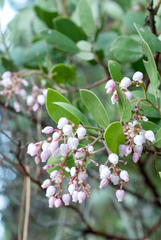Arctostaphylos patula