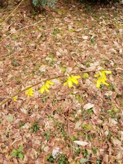 Forsythia viridissima