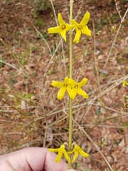 Forsythia viridissima