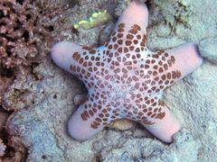 Choriaster granulatus