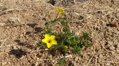Leptosiphon chrysanthus