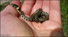 Natrix helvetica sicula