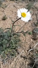 Layia glandulosa
