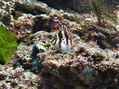 Cirrhitichthys falco