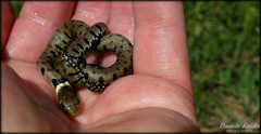 Natrix helvetica sicula