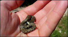 Natrix helvetica sicula