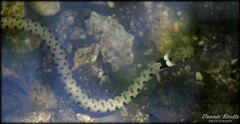 Natrix helvetica sicula