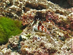 Cirrhitichthys falco