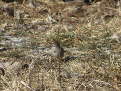 Spizelloides arborea arborea