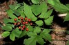 Red-fruited Red Baneberry - Photo (c) Jason M Crockwell, some rights reserved (CC BY-NC-ND), uploaded by Jason M Crockwell