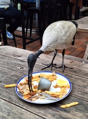 Australian Ibis