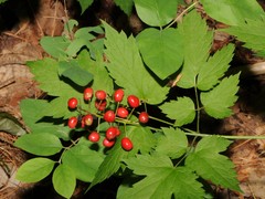 Actaea rubra rubra