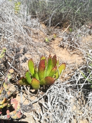 Cotyledon campanulata