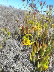 Cotyledon campanulata