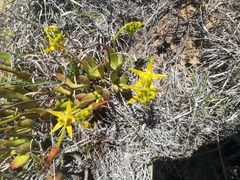 Cotyledon campanulata
