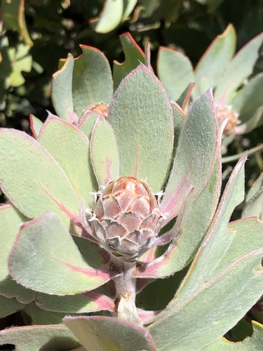 Cascade Sugarbush Hybrid (Protea punctata)