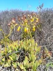 Cotyledon campanulata