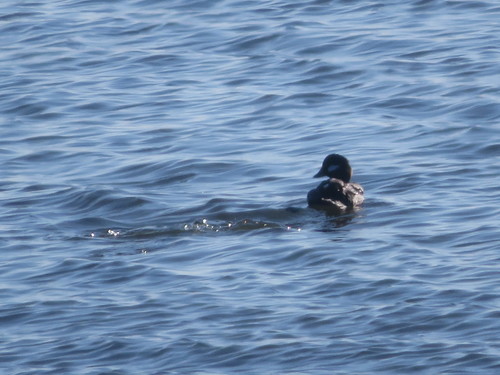 Bufflehead photographed in Connecticut