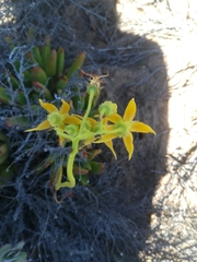 Cotyledon campanulata