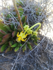 Cotyledon campanulata