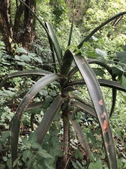 Aloidendron barberae