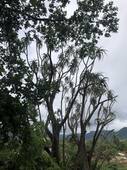 Aloidendron barberae