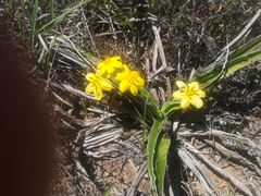 Hypoxis obtusa